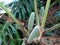 Monstera deliciosa, the Swiss cheese plant or split-leaf philodendron green fruits