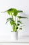 Monstera deliciosa or swiss cheese plant in a white ceramic pot on white shelf against white wall. Trendy exotic house plant.