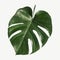 Monstera delicosa plant leaf on a white background