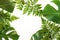 Monstera and fern leafs lay on white background.