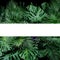 Monstera, fern, and palm leaves tropical foliage plants bush nature backdrop with white frame lay out on dark background