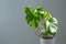 Monstera flower in a white pot on a grey background. The concept of minimalism. tropical leaves background. Daylight, harsh