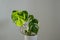 Monstera flower in a white pot on a grey background. The concept of minimalism. tropical leaves background. Daylight, harsh