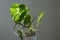 Monstera flower in a white pot on a grey background. The concept of minimalism. tropical leaves background. Daylight, harsh