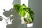 Monstera flower in a white pot on a grey background. The concept of minimalism. tropical leaves background. Daylight, harsh