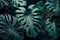 Monstera green leaves or Monstera Deliciosa in dark tones, background or green leafy tropical pine forest patterns for