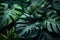 Monstera green leaves or Monstera Deliciosa in dark tones, background or green leafy tropical pine forest patterns for creative