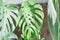 Monstera, Herricane plant or Swiss cheese and devil tongue plant