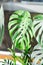 Monstera, Herricane plant or Swiss cheese and devil tongue plant