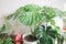 Monstera, Herricane plant or Swiss cheese plant