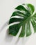 Monstera leaf, dew drops detail, crisp white backdrop, soft shadow , no grunge