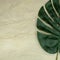 Monstera leaf on empty brown matt marble