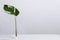 Monstera leaf in the glass tube on the white table against bright wall.Empty space for text