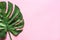Monstera leaf on a pink background. Flat lay, top view.