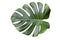 Monstera leaf and stem, trendy tropical jungle paradise foliage shape, on white background