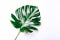 Monstera leaf on white background. Copy space.