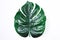 Monstera leave Seamless tropical and summer element on white background