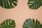 Monstera leaves around each corner decorated over creative nude beige pastel background.