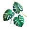 Monstera leaves. Botanical exotic, tropical plants on a white ba