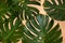 Monstera leaves decorated over creative nude beige pastel backg