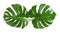 Monstera leaves exotic plant white background top view