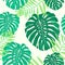 Monstera leaves seamless pattern. Vector tropical botanical illustration.