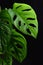 Monstera monkey house plant