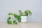 Monstera obliqua in clay pots on wooden table and gray brick wall.