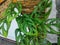 Monstera ornamental plant