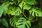 Monstera Philodendron leaves - tropical forest plant