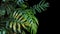 Monstera philodendron plant leaves growing in wild, the tropical