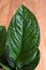 Monstera pinnatipartita leaf, rare house plant with textured green leaves.