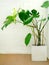 Monstera plant against white wall as a background