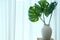 Monstera plant in ceramic vase beside see through sheer window curtain