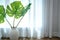 Monstera plant in ceramic vase beside see through sheer window curtain