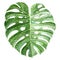 Monstera plant leaf with ethnic ornaments