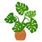 Monstera plant in pot on white background. Decorative indoor houseplant. Office and house plant.