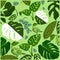 monstera punctulata tropical plant species seamless vector floral pattern background