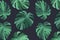 Monstera realistic leaf. Tropical jungle palm leaves, floral pattern background on dark background. Sumer plant beach decoration