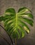 Monstera thai constelation leaf