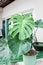 Monstera thai constellation or Monstera, Hurricane plant or Swiss cheese