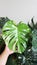 Monstera thai constellation or Monstera, Hurricane plant or Swiss cheese