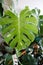 Monstera thai constellation or Monstera, Hurricane plant or Swiss cheese