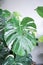 Monstera thai constellation or Monstera, Hurricane plant or Swiss cheese or  variegated monstera or bicolor monstera