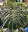 Monstera \'Thai Constellation\', Swiss Cheese Plant