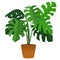 Monstera tree in pot brown color.