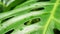 Monstera tropical green leaf nature background.