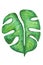 Monstera tropical leaf isolated. Hand drawn illustration. Summer, design element.
