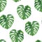 Monstera. Tropical seamless pattern with exotic palm leaves. Tropical jungle foliage illustration. Exotic plants. Summer beach des