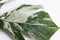 Monstera variegated green white leaf isolated